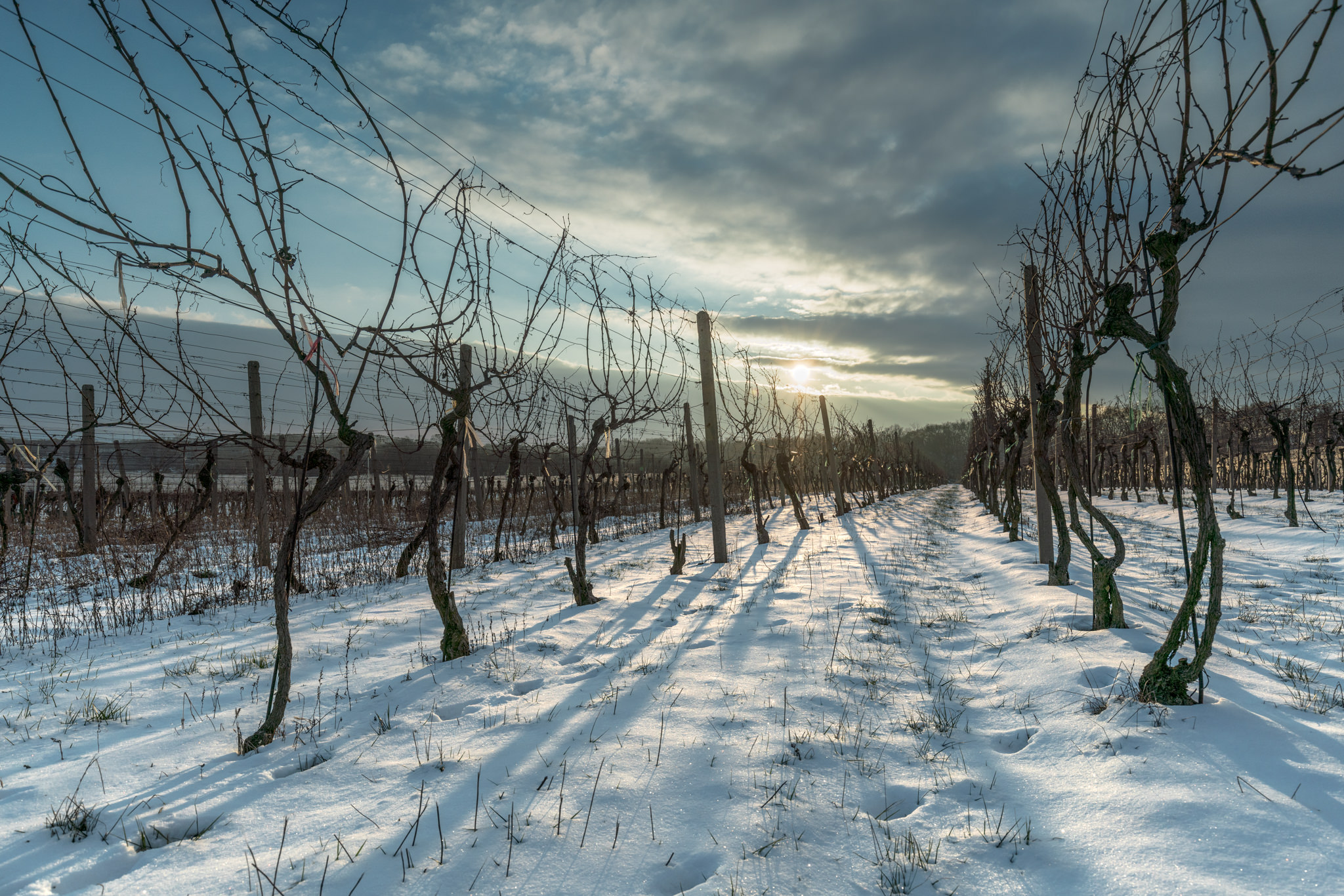 Ice Wine Harvest